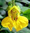 Pale Jewelweed Impatiens pallida
